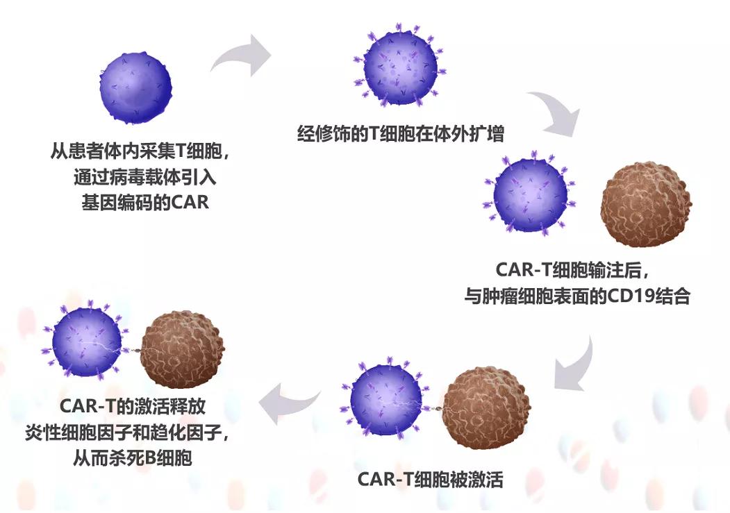 形成car-t细胞,这些细胞既携带了识别肿瘤的"导航头",又增强了自己