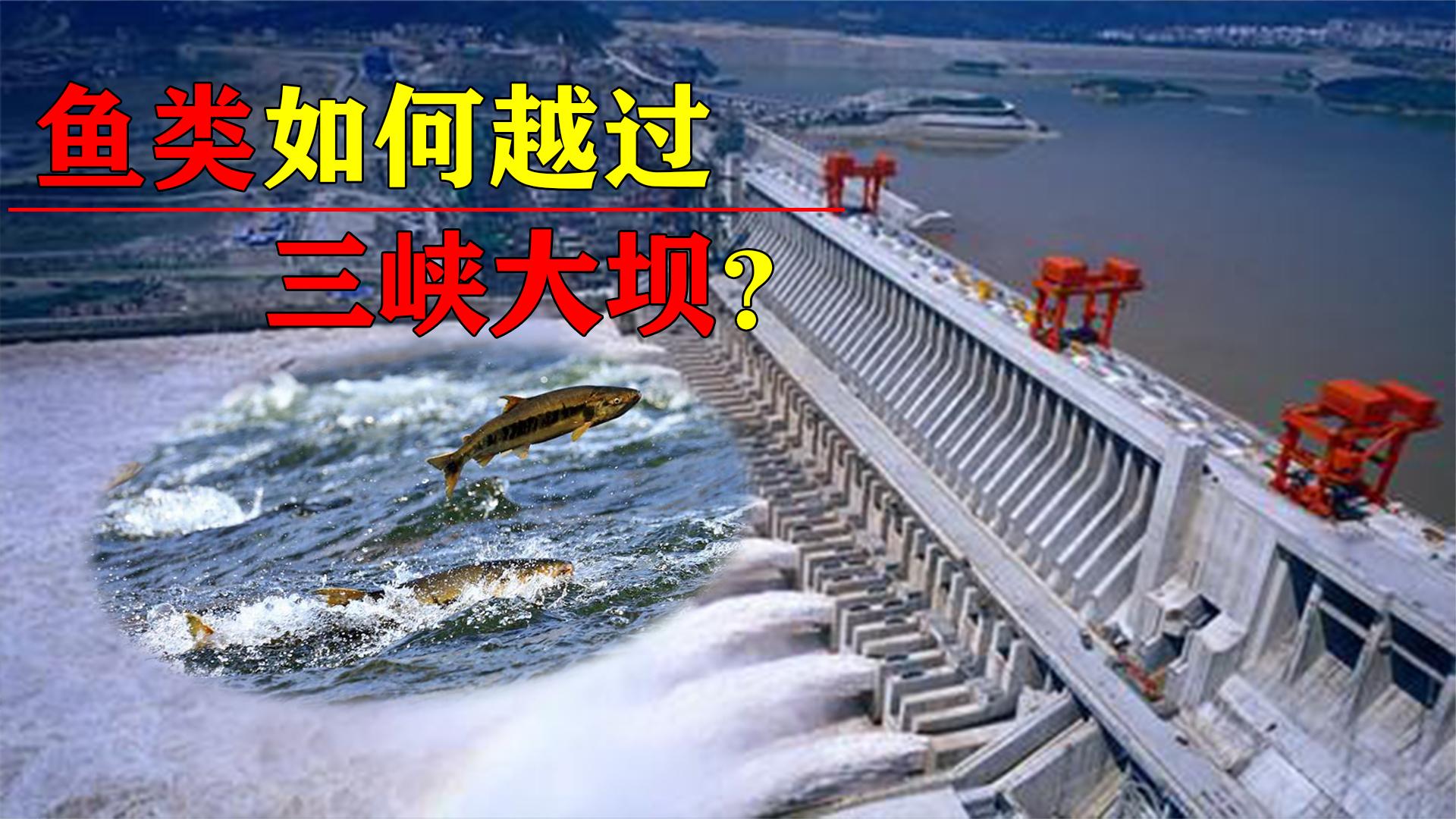 原创三峡水电站修建后那些鱼类要如何通过大坝至今仍是世界难题