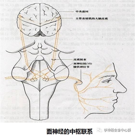 3)面神经(facialnerve)展神经损伤可分核上性,核间性,核性和核下性,将