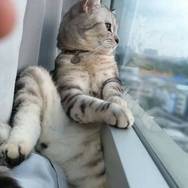 猫咪越来越爱你的3个阶段,你家猫是吗?
