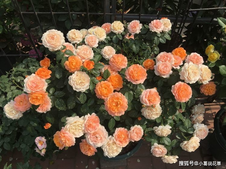 原创喜欢菊花,不妨养盆珍品月季"果汁阳台,开花爆盆,绚丽耀眼