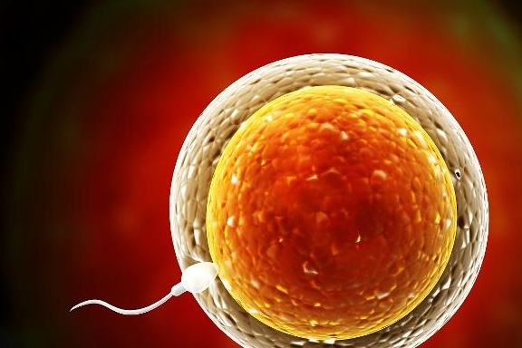 日同房,同房后等待大约3天的时间,精子和卵子就能成功结合为受精卵