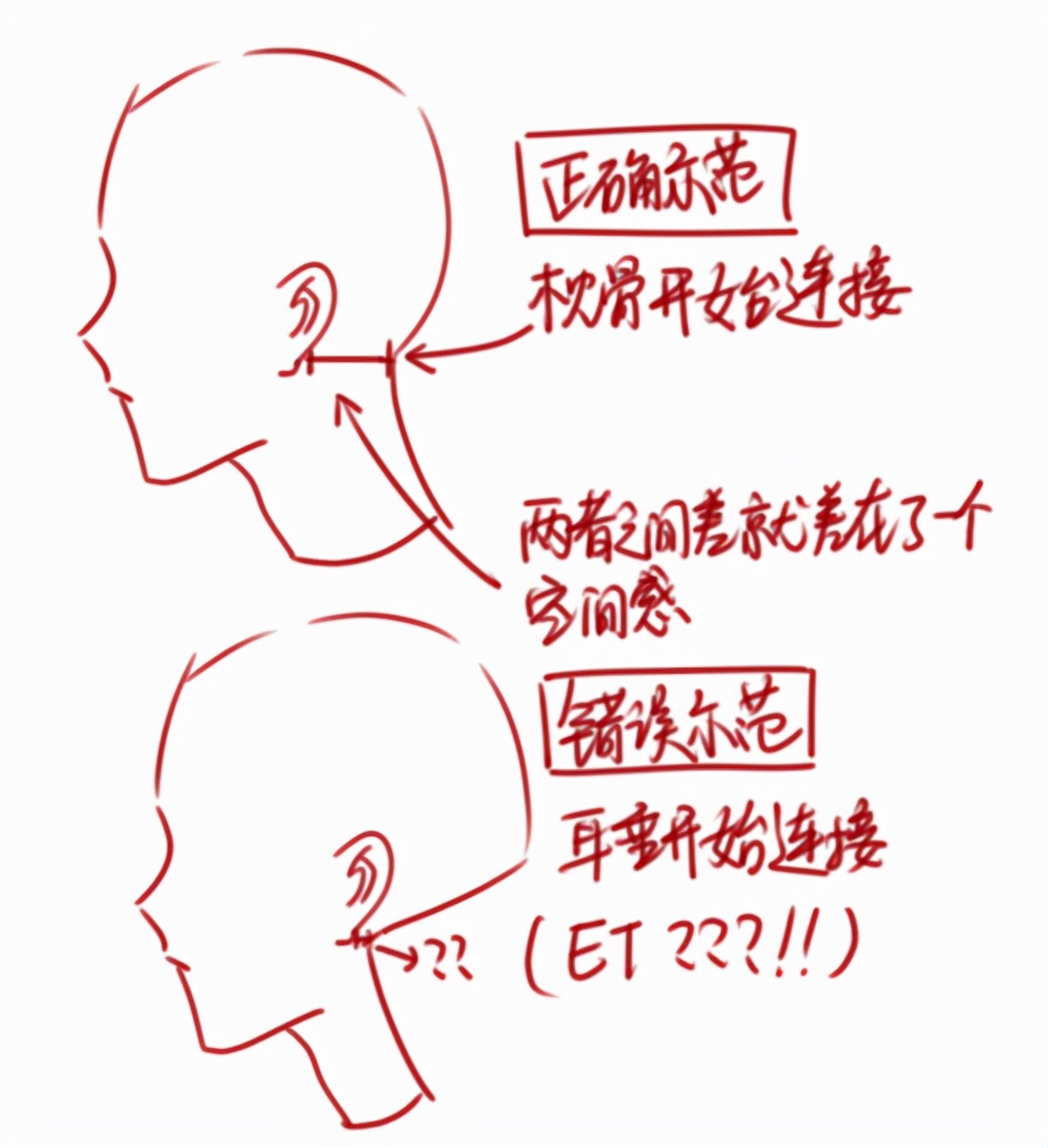 人体结构肌肉怎么画?动漫男生肌肉的画法_脖子