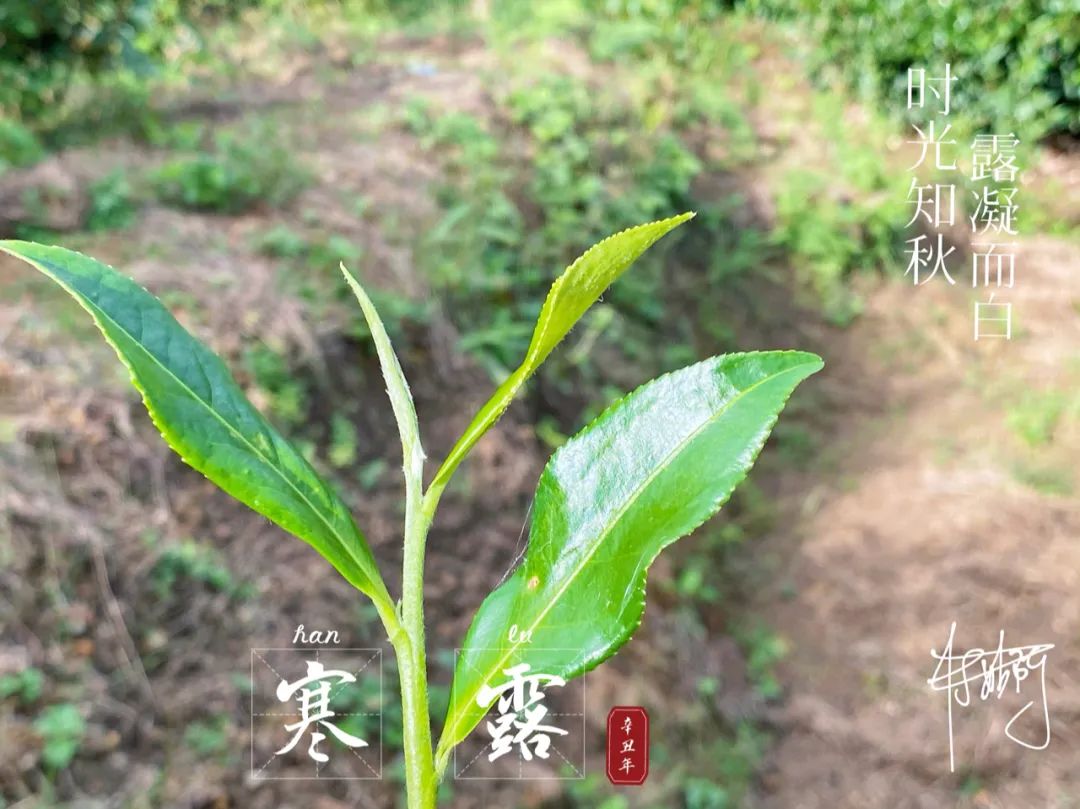 带着深秋的甘醇,茶汤里飘扬着清冷,深秋白茶寒露茶踏着暗香来了