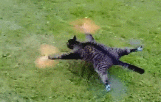 猫咪被绑上自制飞机,飞机起飞时,猫咪的表情崩溃!