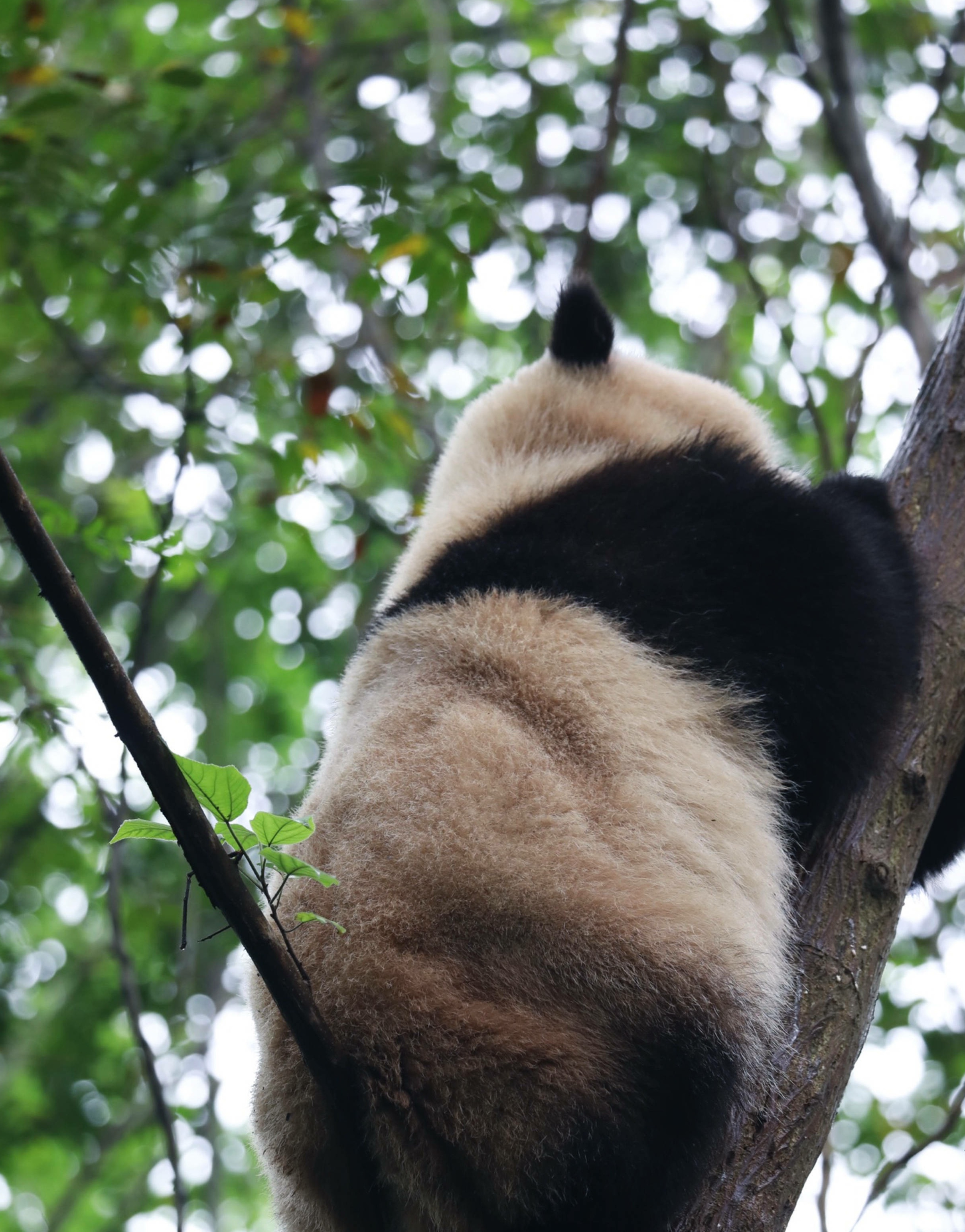 笑skr人,奶熊猫叉腿坐树杈屁屁不硌得慌?网友:为了显腿长拼了