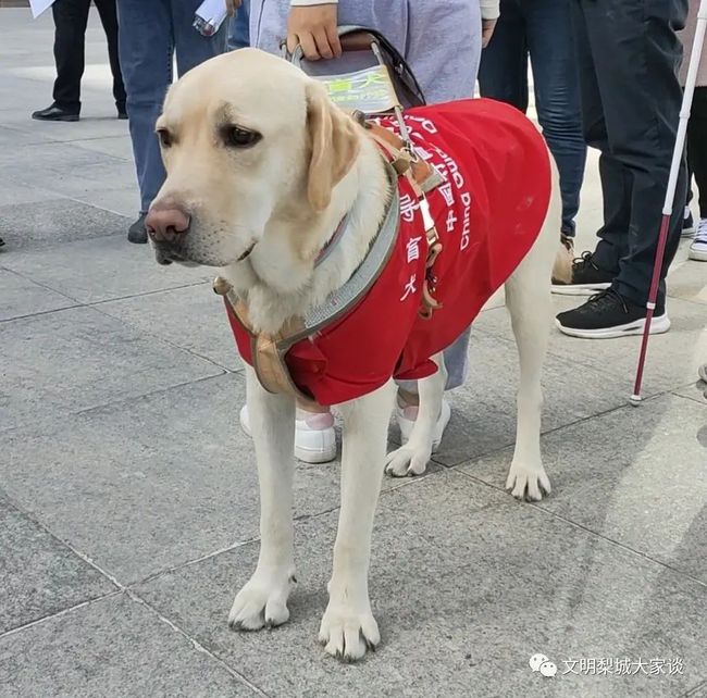 国际盲人节导盲犬助力安全出行