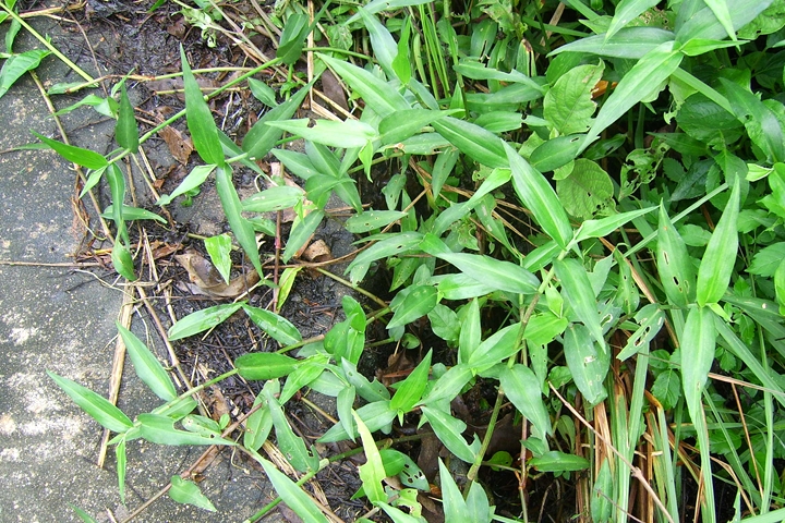 这种野生植物,漂亮的小花"翠蝴蝶",若您在地里见到,请勿挖掘