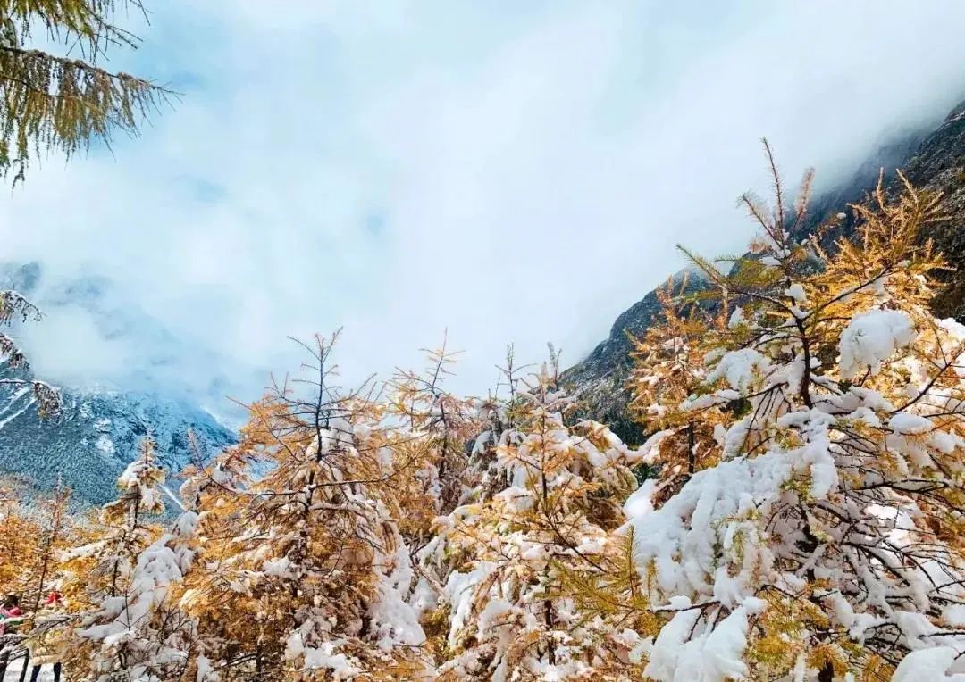 毕棚沟下雪啦2021年限量版彩林雪景