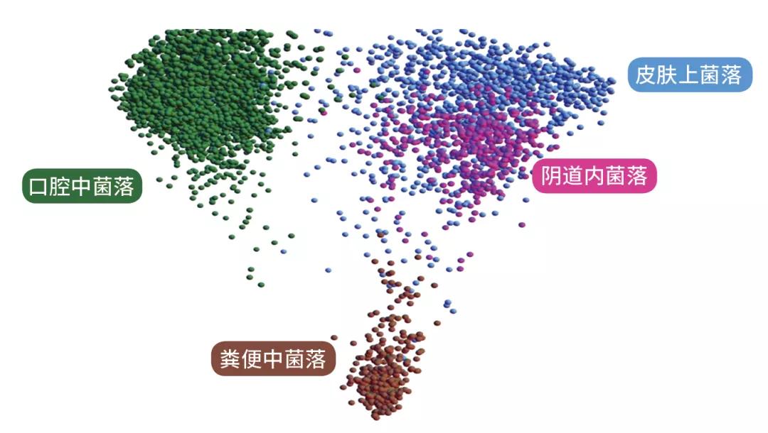 人体微生物分布图就像分开的大陆一样