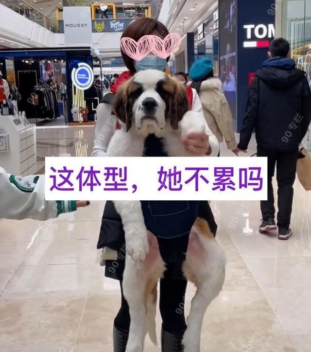 哈尔滨:爱狗人士抱狗逛商场,还有女子嘴对嘴亲狗,这是怎么了?