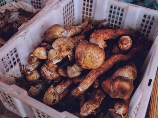 原创瓜瓜豆豆山珍野菜丽江菜市场里的生物多样性才叫牛