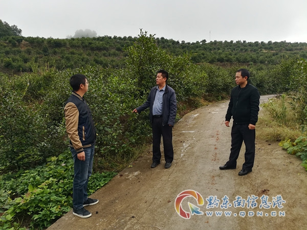 黄平县纸房乡:油茶种植特色优势产业示范基地喜获丰收