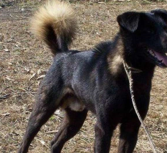 凉山犬同样是一种十分优秀的原生猎犬,它们产自于四川凉山的彝族人