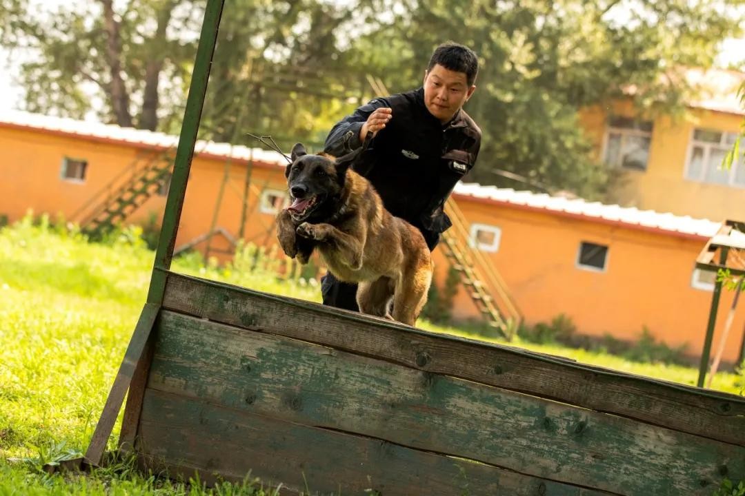 哈尔滨市公安局刑事技术支队警犬大队警犬训导员路博阳和他"无言的