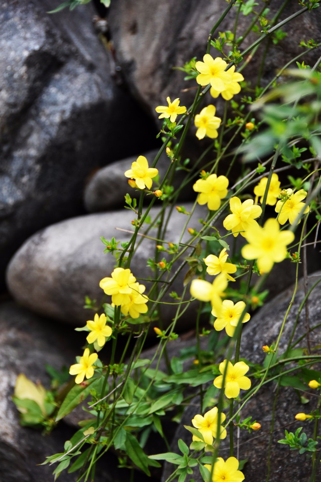 49.迎春花