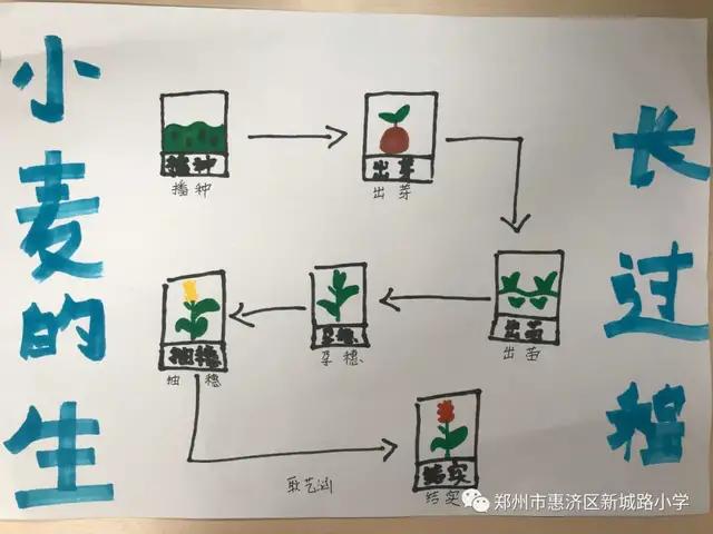 郑州市惠济区新城路小学先布置了实践作业,让孩子自己去探索小麦的