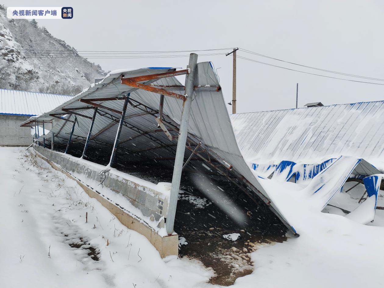 辽宁雪灾致640.50万头(只)畜禽死亡 已派出6个指导组指导救灾工作