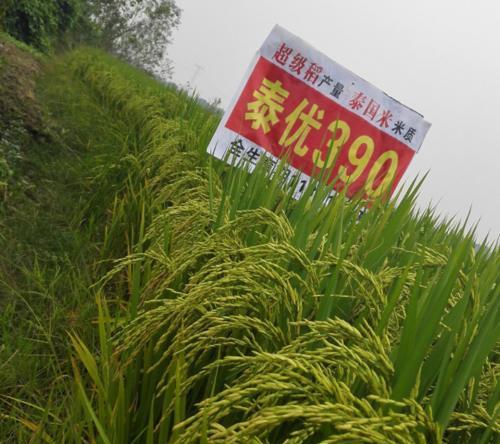 原创优质杂交稻泰优390种植面积前5产量高米质优出米率高