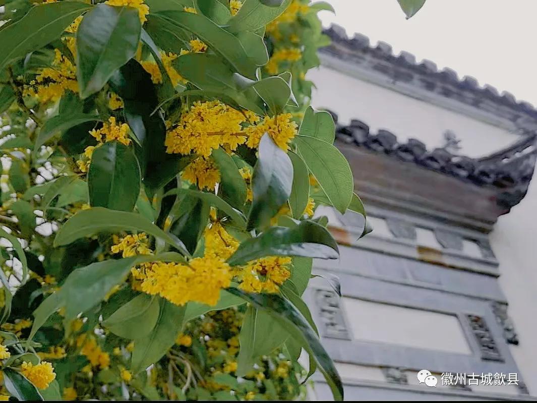 想了很多个关于秋天的文案 却都不及这一刻 秋风送来的桂花香 桂花