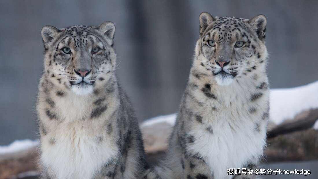 3只雪豹感染新冠死亡!_lions