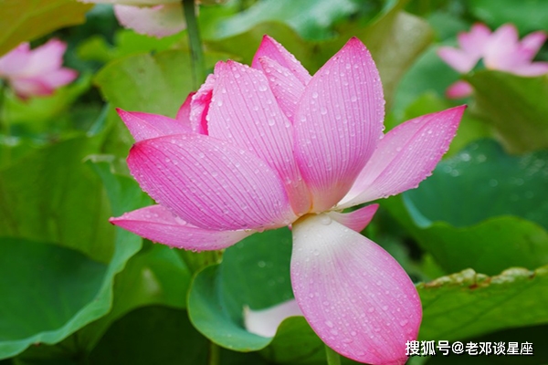 本周运势爆棚,发偏财添大喜,三番五次中大奖,财运亨通