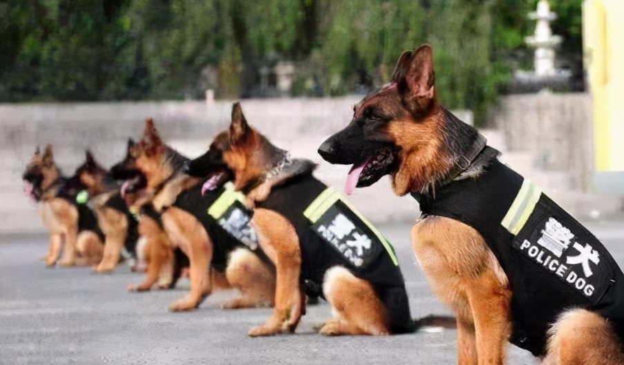 马犬为什么能取代德国牧羊犬,成为警犬中的主流?