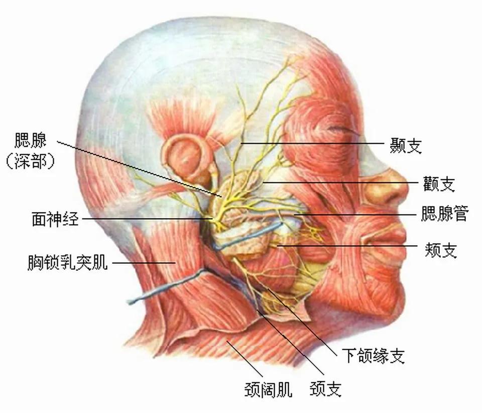面神经从颅内发出后穿过腮腺向前,发出分支控制着面部表情,因各种原因
