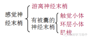 (1)躯体运动神经末梢(又称运动终板,分布于骨骼肌.