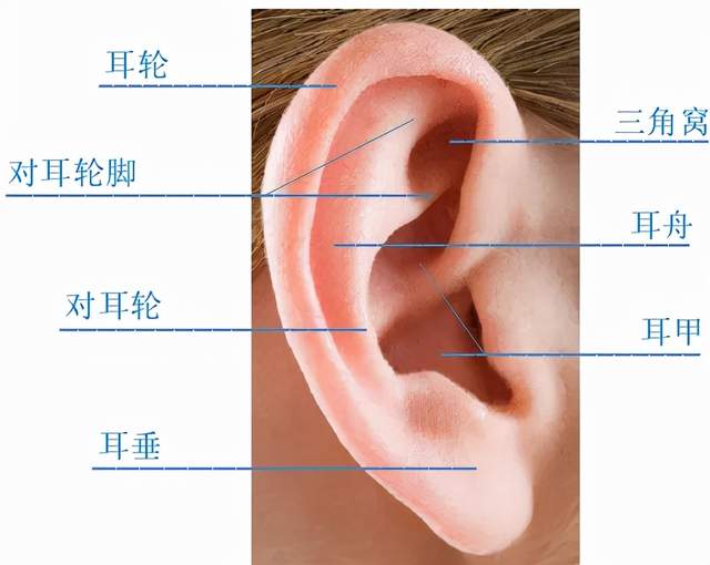 常见耳廓畸形有招风耳,垂耳,隐耳等  我国先天性耳廓畸形的