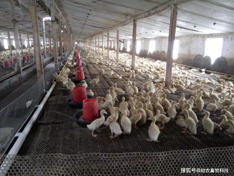 高密度大棚养殖肉鸭如何降低栏舍氨臭味并减少料肉比