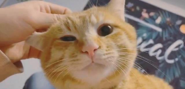 猫头是一个什么神奇的地方?猫咪的头永远无法抗拒铲屎官的手