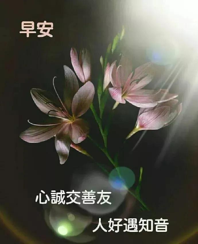 11月27日超漂亮的鲜花早安动图 新版清晨问候大家的语