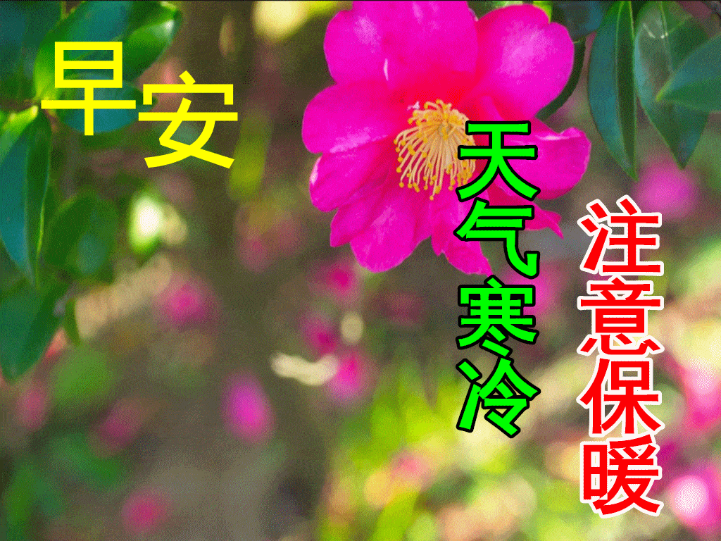 9张最新特漂亮早上好鲜花图片带祝福语 2021最美冬日早安问候祝福图片