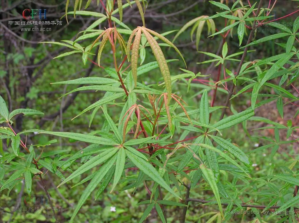 留住五小叶槭等极小种群那些不为人知的美