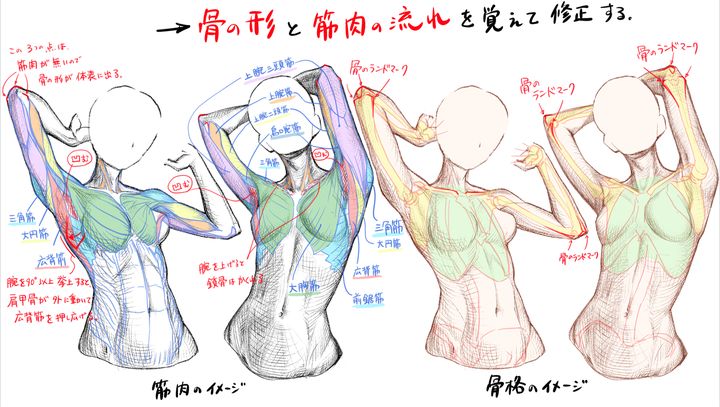 原创如何绘画肌肉?动漫人物身体肌肉画法!