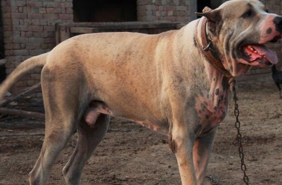 5种最难驯服的猛犬,唯一一种狼犬入围,性格特征与几乎狼无异