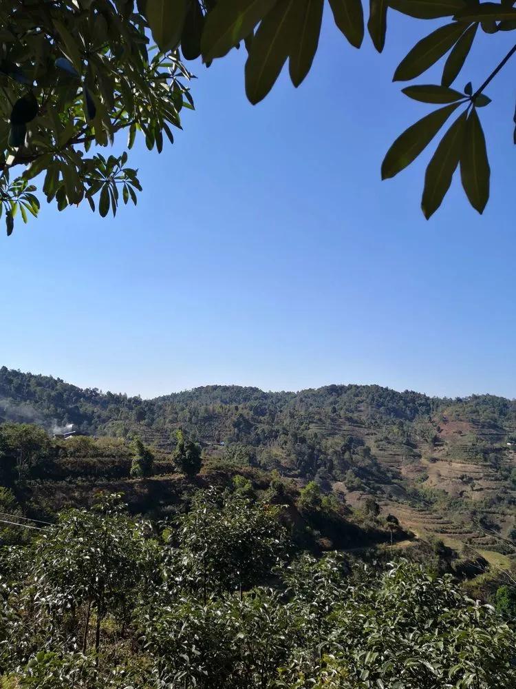 【干货分享】勐海勐宋贺开古茶园(多图欣赏)_茶山_新