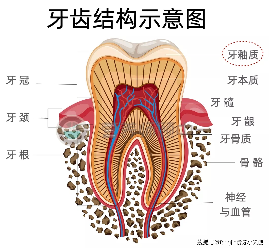 牙釉质,牙齿最外层乳白色半透明的「壳,是人体最坚硬的部位了.