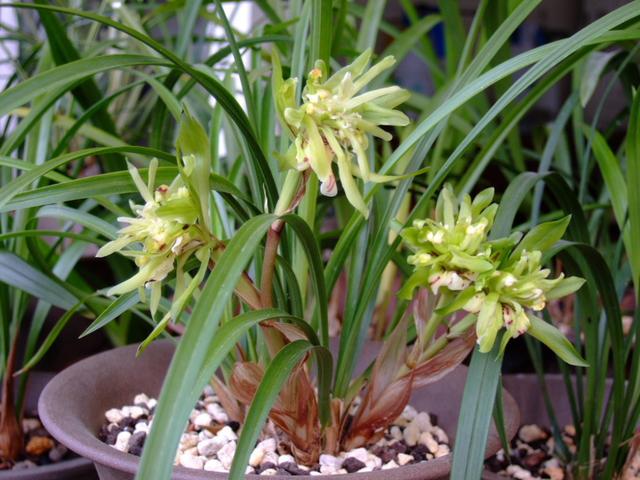 兰花中的"香花王",花期长,花瓣似牡丹,又香又美价格低