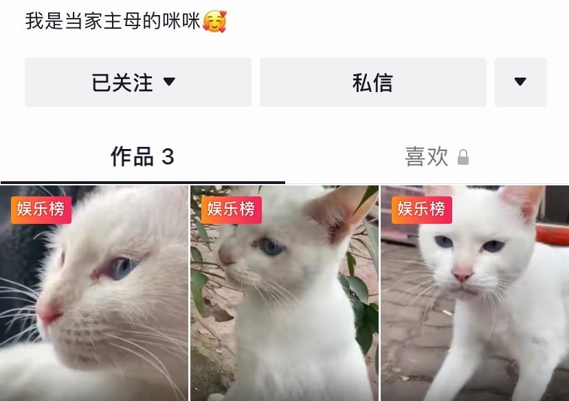 李中贺曝《当家主母》争议:猫咪被多次打麻药,爆料后不怕被封杀