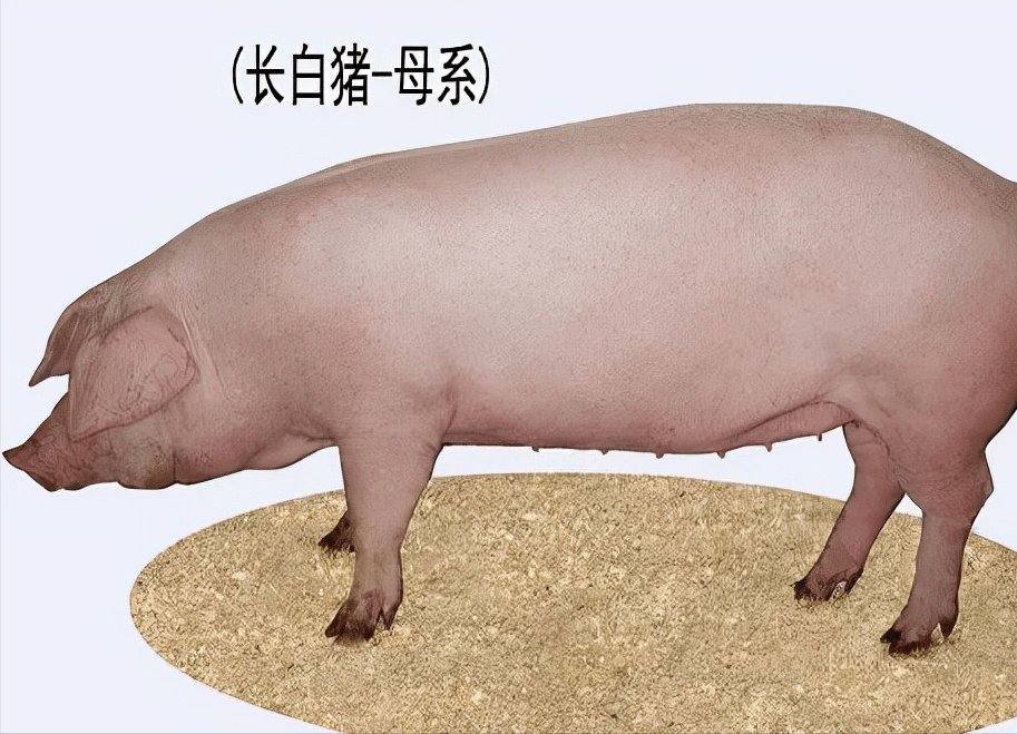 "长" :即长白猪,原产丹麦,瘦肉型.