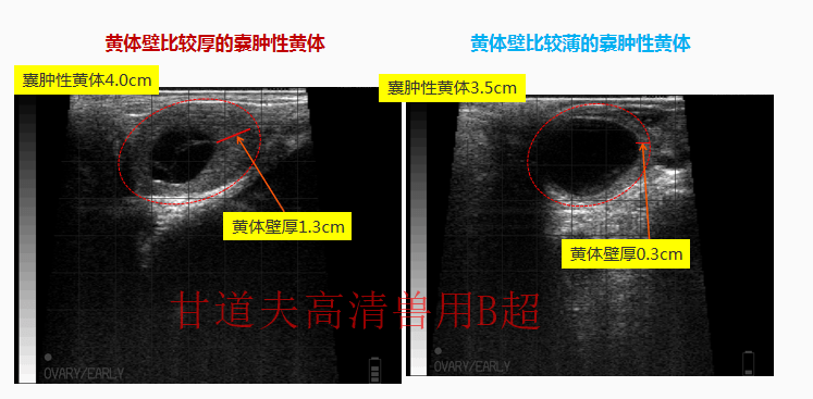 溶解母牛黄体,血液内孕酮水平急剧下降,2～4d内卵巢上就有卵泡发育