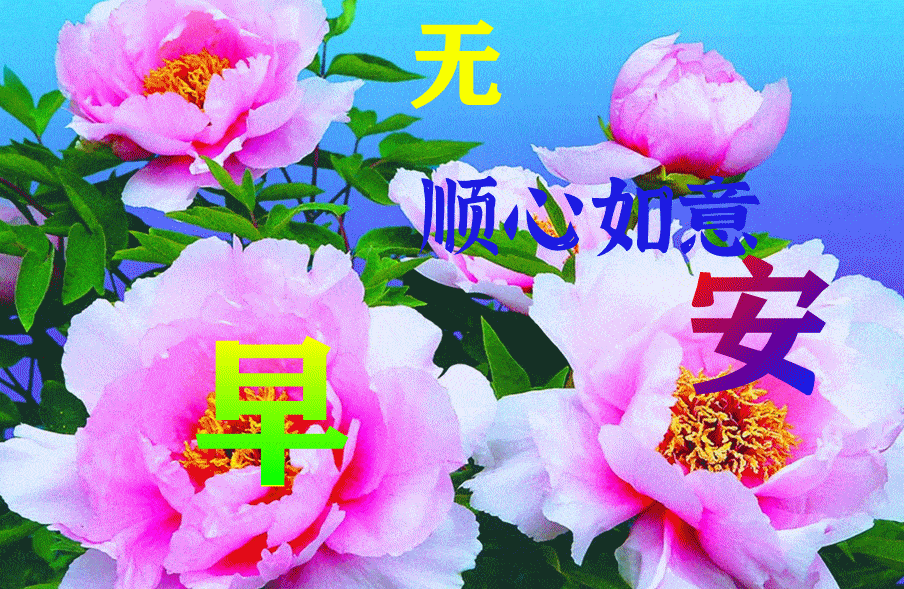 特漂亮的鲜花早安动图 新版清晨问候大家的早安祝福语