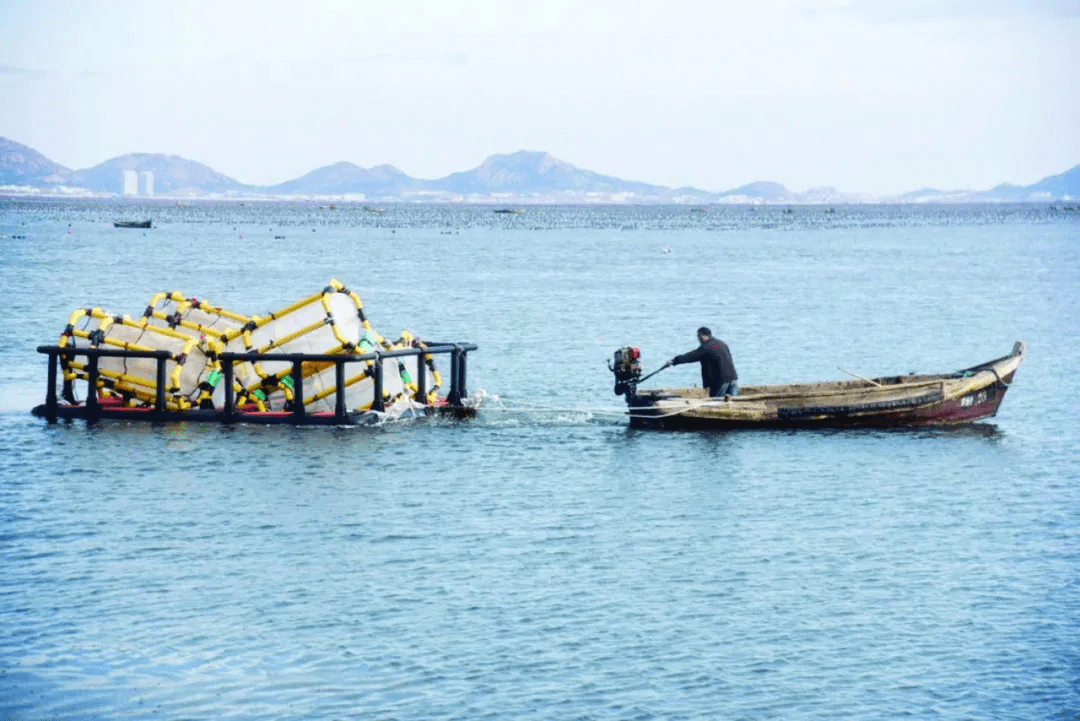 纪哲 摄专家观点促进海洋碳汇交易,威海市蓝色经济研究院副院长丛永平