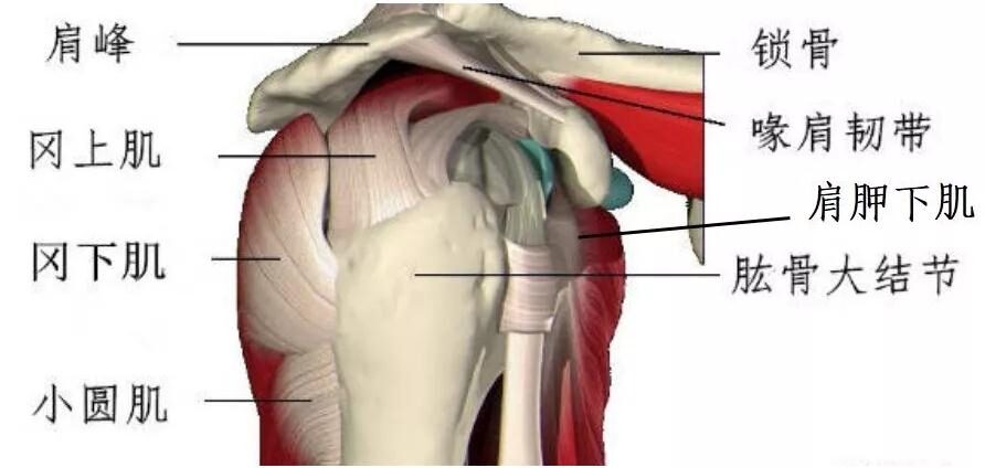 肩袖是指冈上肌,冈下肌,肩胛下肌,小圆肌共同组成的,包绕在肩关节周围