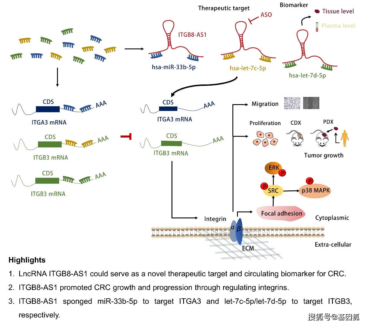 lncrna的功能和分子机制研究,证实其可充当多个mirnas的海绵以调控