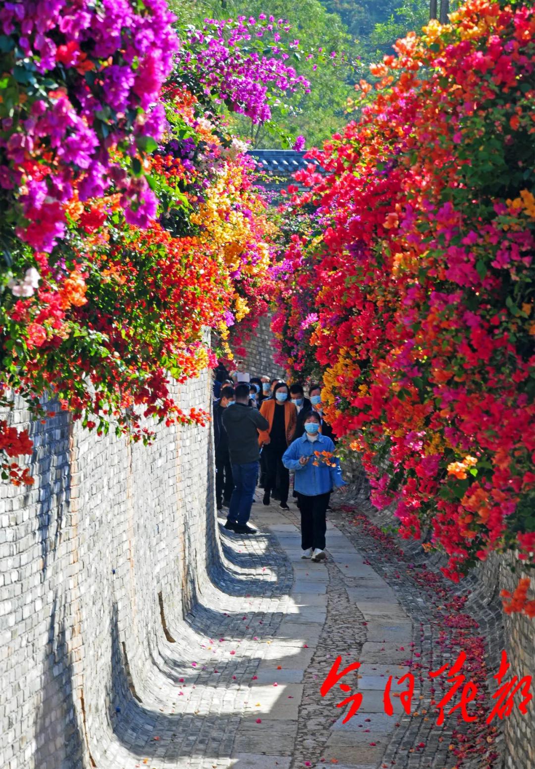 惊艳占地3000亩马岭观花植物园美醉了