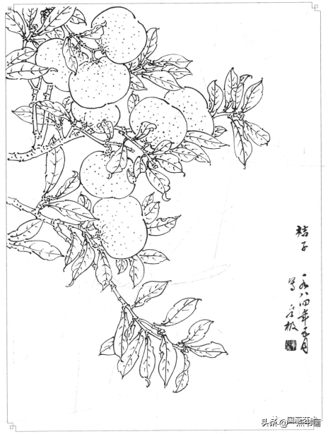 白描画谱5000例—白描蔬果选页_南瓜_番石榴_杨建飞