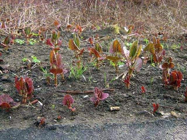 爱吃的"酸筒杆,从日本流入英国,成著名的"入侵植物"_农村_地方_野菜